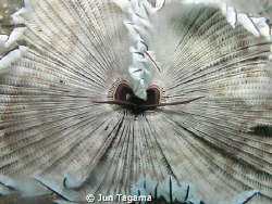 Warm welcome (feather duster worm). Anilao Philippines by Jun Tagama 